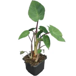 Colocasia Esculenta Set Van 2 - Pot 9 X 9 Cm -Goedkope Hof Rustig Winkel 1990167843