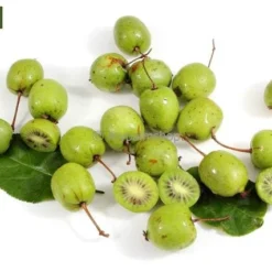 Actinidia Kolomikta - Pot 2 Ltr -Goedkope Hof Rustig Winkel 1990204839