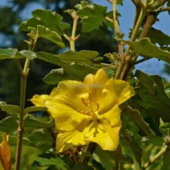 Fremontodendron California Glory - Pot Ø 21 Cm -Goedkope Hof Rustig Winkel 1990502742