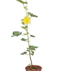 Fremontodendron California Glory - Pot Ø 21 Cm -Goedkope Hof Rustig Winkel 1990502748