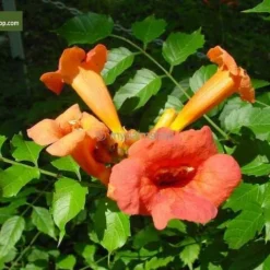Campsis Radicans - Totale Hoogte 160+ Cm - Pot Ø 20 Cm -Goedkope Hof Rustig Winkel 1990523610