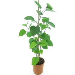 Clerodendrum Bungei - Totale Hoogte 100+ Cm - Pot Ø 23 Cm -Goedkope Hof Rustig Winkel 1990976535