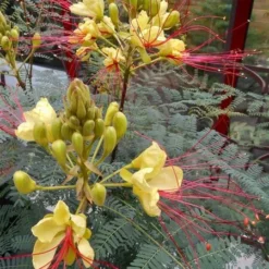 Caesalpinia Gilliesii - Totale Hoogte 90-110 Cm - Pot Ø 21 Cm -Goedkope Hof Rustig Winkel 1990976679