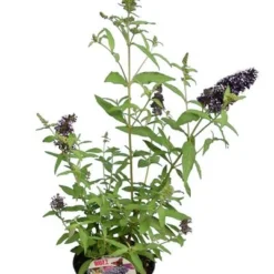 Buddleja Buzz Set Van 3 - Ivory + Midnight + Violet - Pot 3 Ltr -Goedkope Hof Rustig Winkel 1990988982