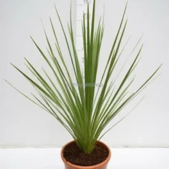 Cordyline Australis - Stam 20-40 Cm - Totale Hoogte 150-180 Cm - Pot Ø 35 Cm -Goedkope Hof Rustig Winkel 1990990773