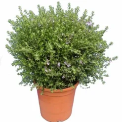 Westringia Longifolia - Totale Hoogte 55-75 - Pot Ø 26 Cm