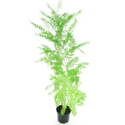 Sorbaria Sorbifolia - Totale Hoogte 150-170 Cm - Pot Ø 24 Cm