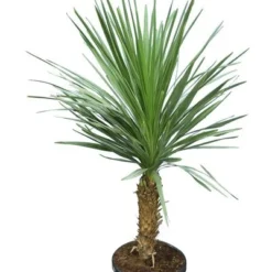 Cordyline Australis - Stam 30-50 Cm - Totale Hoogte 150-180 Cm - Pot Ø 38 Cm [pallet]
