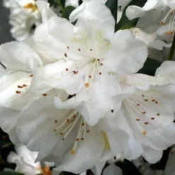 Rhododendron Cunningham's White - Totale Hoogte 50-60 - Pot 5 Ltr