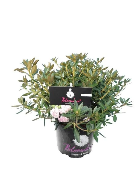 Bloombux Pink - Rhododendron Micranthum Inkarho - Totale Hoogte 30-40 Cm - Pot 2 Ltr 1 Bloombux Pink - Rhododendron Micranthum Inkarho - Totale Hoogte 30-40 Cm - Pot 2 Ltr