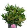 Rhododendron Catawbiense Grandiflorum - Totale Hoogte 50-60 Cm - Pot 5 Ltr