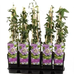 Passiflora Caerulea Purple Haze - Pot 2 Ltr