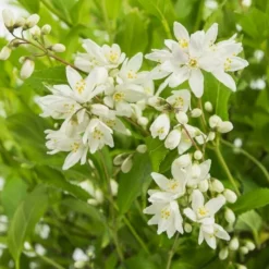 Deutzia Yuki Snowflake - Totale Hoogte 30-40 - Pot 3 Ltr -Goedkope Hof Rustig Winkel 1991142669