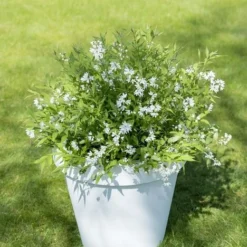 Deutzia Yuki Snowflake - Totale Hoogte 30-40 - Pot 3 Ltr -Goedkope Hof Rustig Winkel 1991142675