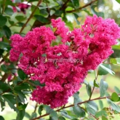 Lagerstroemia Indica Berry Dazzle - Totale Hoogte 30-40 Cm - Pot Ø 18 Cm -Goedkope Hof Rustig Winkel 1991161944