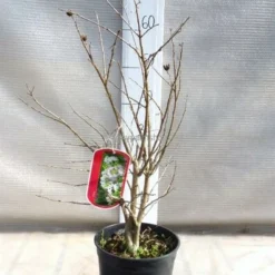 Lagerstroemia Indica Berry Dazzle - Totale Hoogte 30-40 Cm - Pot Ø 18 Cm -Goedkope Hof Rustig Winkel 1991161947