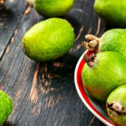 Acca Sellowiana - Pot Ø 40 Cm [pallet] -Goedkope Hof Rustig Winkel 1991170815