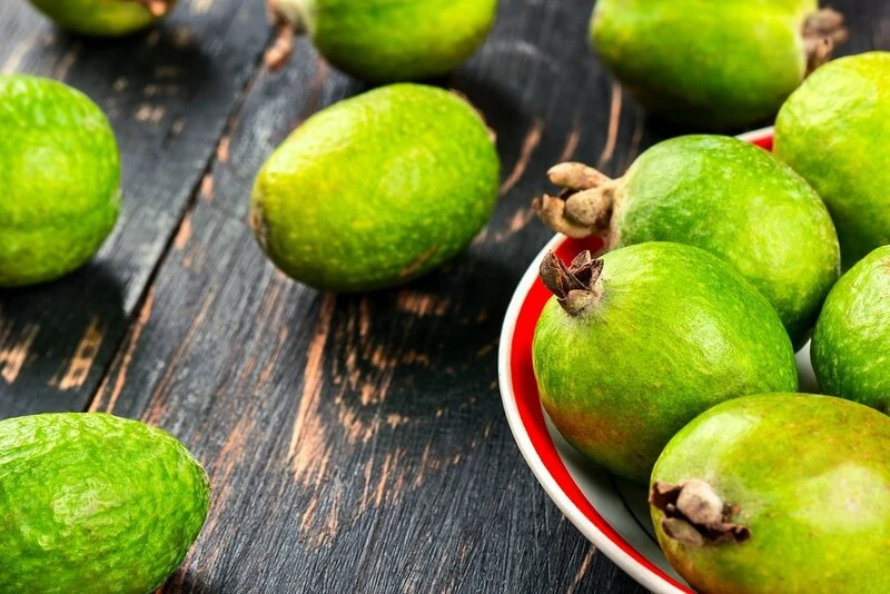 Acca Sellowiana - Pot Ø 24 Cm 3 Acca Sellowiana - Pot Ø 24 Cm - Afbeelding 3