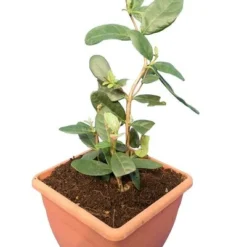 Acca Sellowiana - Pot Ø 24 Cm 9 Acca Sellowiana - Pot Ø 24 Cm -Goedkope Hof Rustig Winkel 1991170863