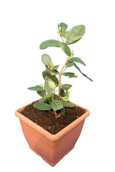 Acca Sellowiana - Pot Ø 24 Cm 5 Acca Sellowiana - Pot Ø 24 Cm - Afbeelding 5