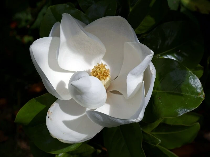 Magnolia Grandiflora Goliath - Totale Hoogte 50+ Cm - Pot Ø 22 Cm 1 Magnolia Grandiflora Goliath - Totale Hoogte 50+ Cm - Pot Ø 22 Cm