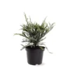Sequoia Sempervirens Adpressa 3 Ltr