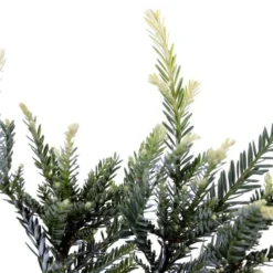 Sequoia Sempervirens Adpressa 3 Ltr -Goedkope Hof Rustig Winkel 1991176140