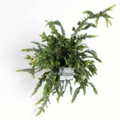 Sequoia Sempervirens Adpressa 3 Ltr -Goedkope Hof Rustig Winkel 1991176143