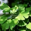 Ginkgo Biloba - Totale Hoogte 40+ Cm - Pot Ø 17 Cm