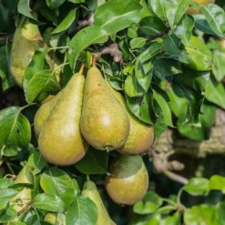 Pyrus Communis - Totale Hoogte 160+ Cm - Pot Ø 20 Cm