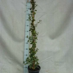 Trachelospermum Jasminoides - Pot 3 Ltr -Goedkope Hof Rustig Winkel 1991606007