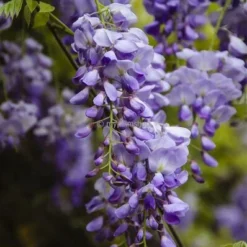 Wisteria Sinensis - Totale Hoogte 100+ Cm - 3 Ltr Pot -Goedkope Hof Rustig Winkel 1991606094