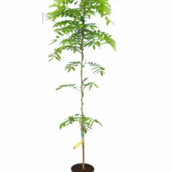 Wisteria Floribunda Rosea - Totale Hoogte 100+ Cm - Pot Ø 22 Cm