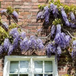 Wisteria Sinensis - Pot Ø 38 Cm [pallet] -Goedkope Hof Rustig Winkel 1991606154