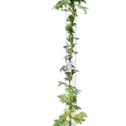 Wisteria Sinensis - Pot Ø 38 Cm [pallet] -Goedkope Hof Rustig Winkel 1991606157
