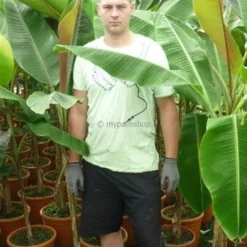 Musa Sikkimensis 'Red Tiger' - Total Hoogte 40+cm - Pot 2 Ltr. -Goedkope Hof Rustig Winkel 1991610153
