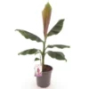 Musa Sikkimensis Red Tiger - Pot Ø 24 Cm