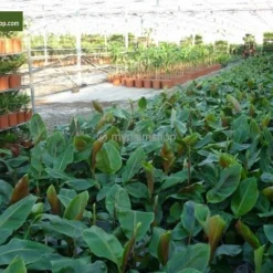 Musa Sikkimensis Red Tiger - Pot Ø 24 Cm -Goedkope Hof Rustig Winkel 1991610186