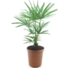 Trachycarpus Fortunei Frosty - Totale Hoogte 80-100 Cm - Pot Ø 26 Cm