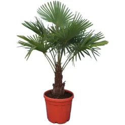 Trachycarpus Fortunei - Stam 30-40 Cm - Totale Hoogte 120-140 Cm - Pot Ø 31 Cm