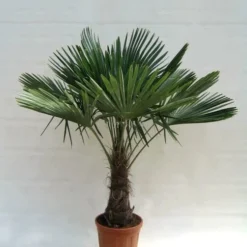 Trachycarpus Fortunei - Stam 40-50 Cm - Totale Hoogte 150-170 Cm - Pot Ø 36 Cm