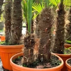 Trachycarpus Fortunei Dubbelstam - Stam A 70-100 Cm - Stam B 20-50 Cm [pallet]