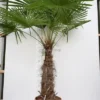 Trachycarpus Fortunei - Stam 90-100 Cm - Totale Hoogte 200+ Cm - Pot Ø 48 Cm [pallet]