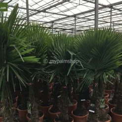 Trachycarpus Fortunei - Stam 100-120 Cm - Totale Hoogte 200-250 Cm - Pot Ø 50 Cm [pallet] -Goedkope Hof Rustig Winkel 1991660355