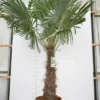 Trachycarpus Fortunei - Stam 120-140 Cm - Pot Ø 50 Cm [pallet]