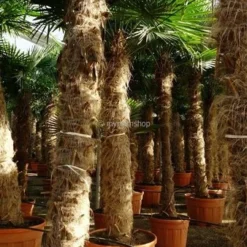 Trachycarpus Fortunei - Stam 160-180 Cm - Pot Ø 65 Cm [pallet]