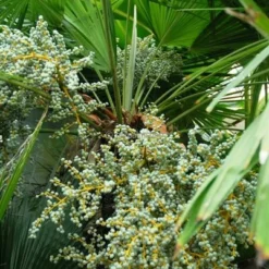 Trachycarpus Fortunei - Stam 225-250 Cm - Pot Ø 80 Cm [pallet] -Goedkope Hof Rustig Winkel 1991660715