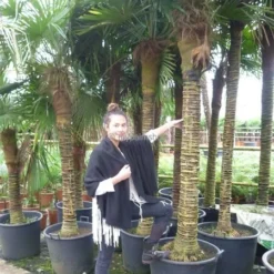 Trachycarpus Fortunei - Stam 250-275 Cm [pallet] -Goedkope Hof Rustig Winkel 1991660778