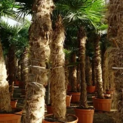 Trachycarpus Fortunei - Stam 275-300 Cm [pallet]