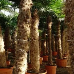 Trachycarpus Fortunei - Stam 350-400 Cm [pallet]